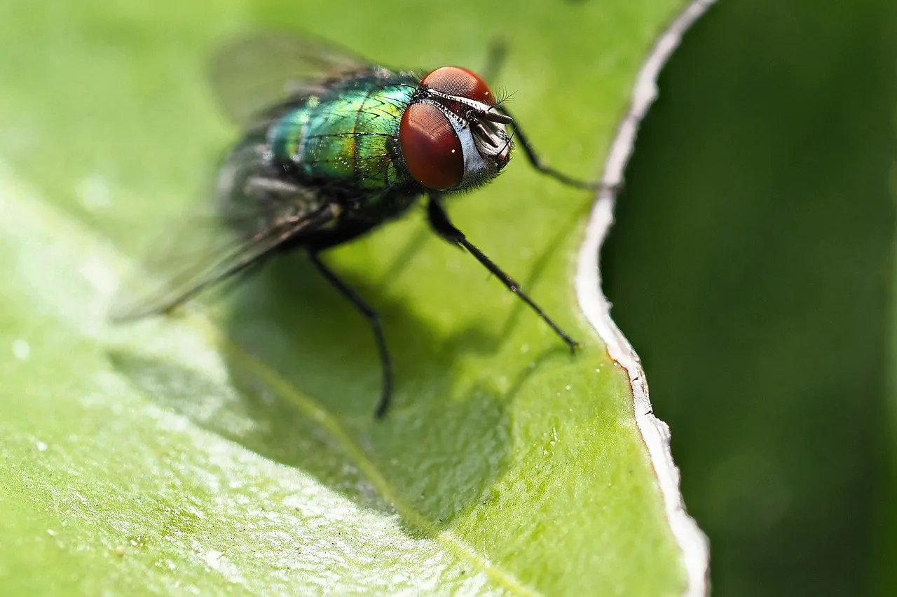 Make Your Garden Dragon Friendly to Slay the Mighty Mosquito