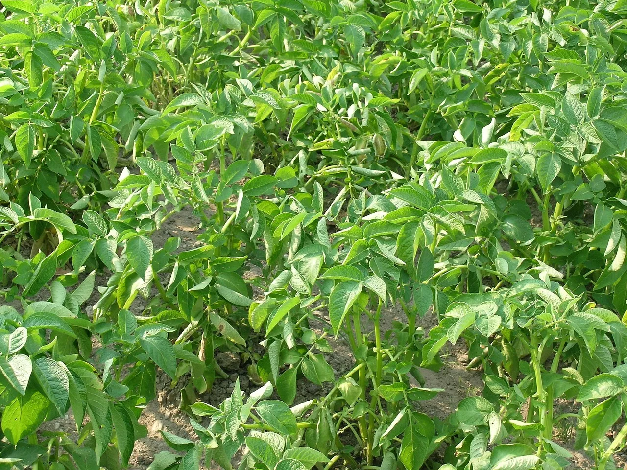 Growing a Vegetable Garden in Georgia
