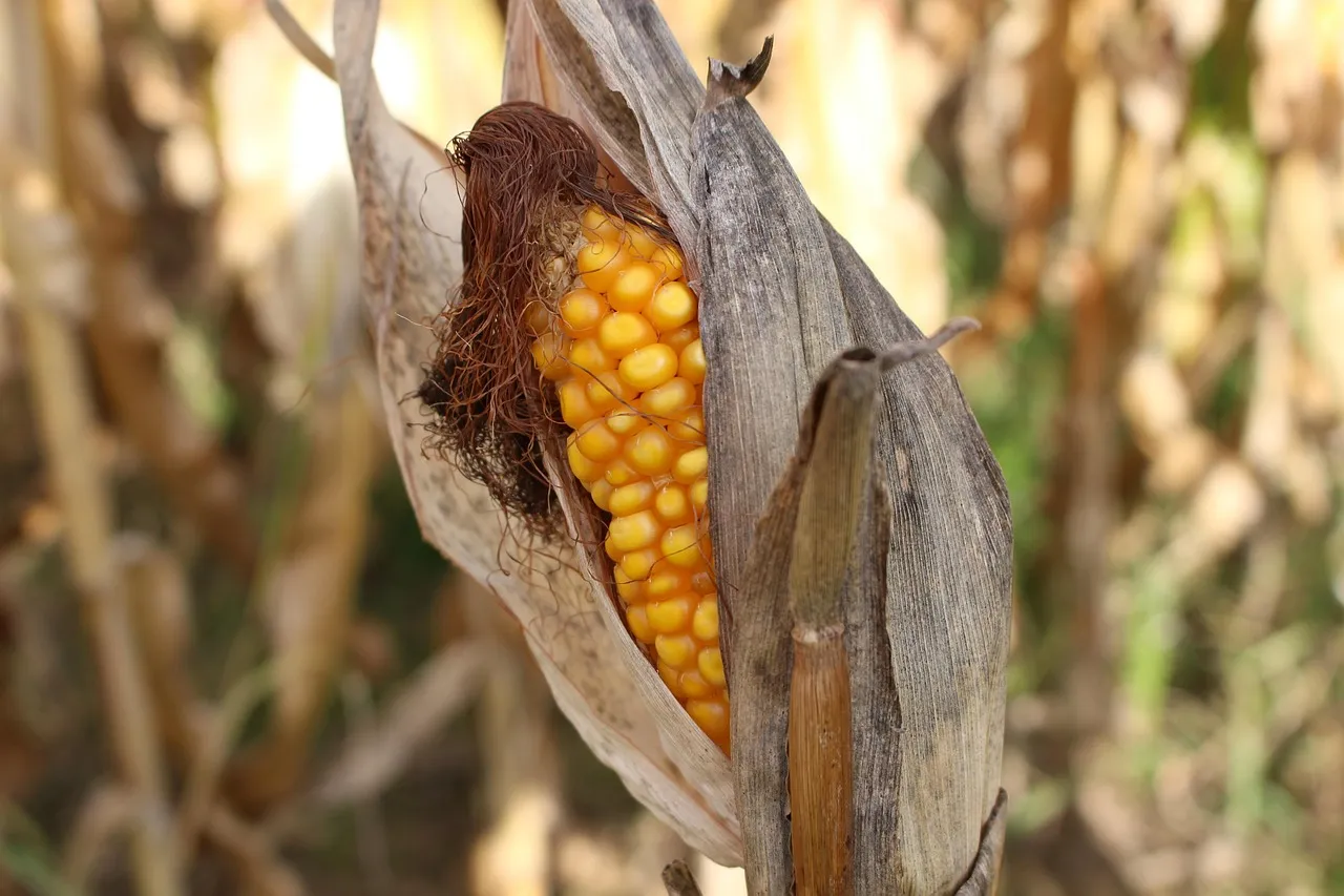 Sweet Corn