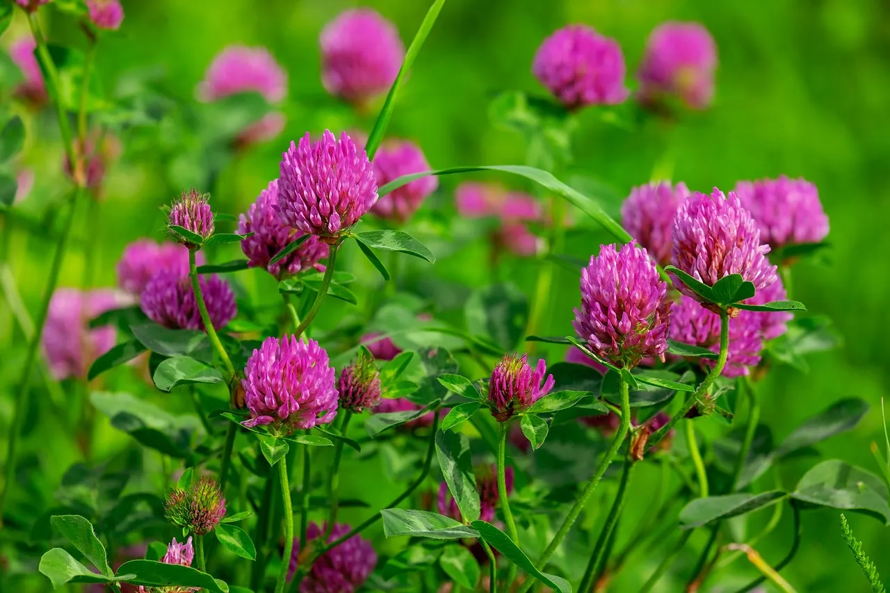 Planting a Wildflower Garden: The Basics