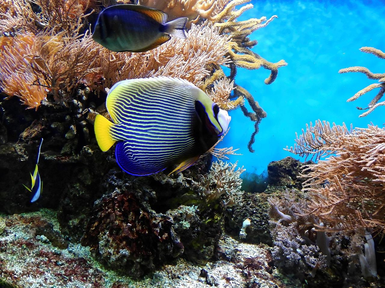 Best Algae Eaters