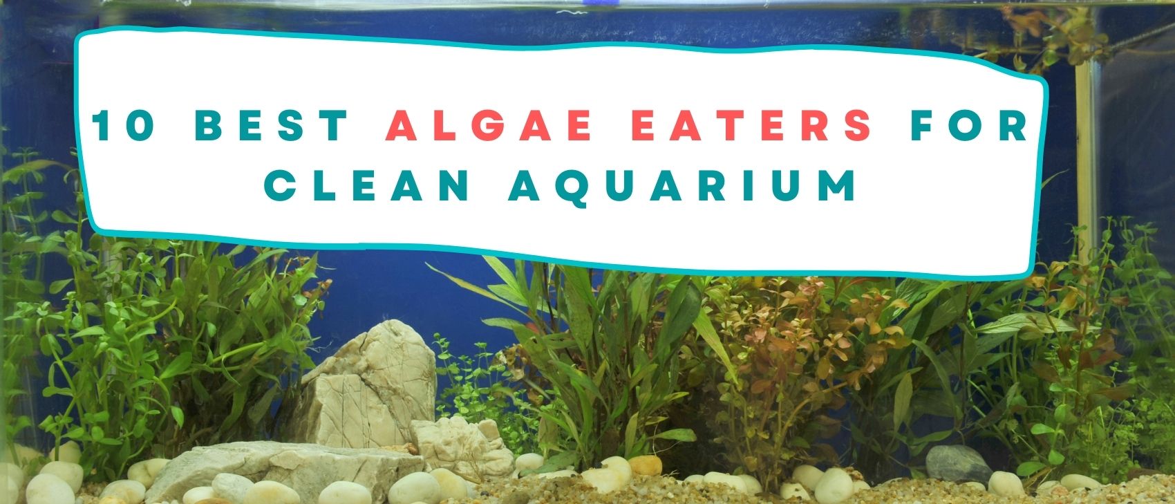 Best Algae Eaters