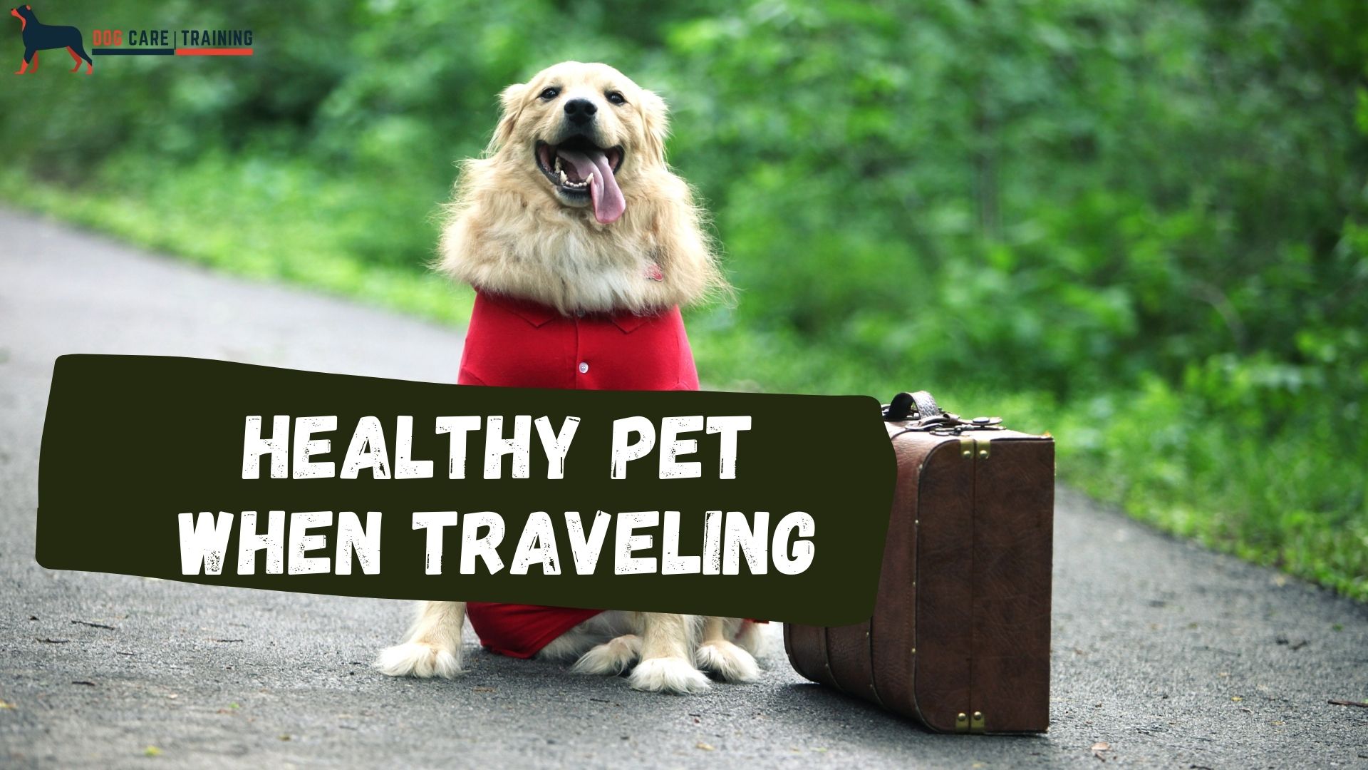 6 Tips On Keeping A Pet Healthy During Extended Travels