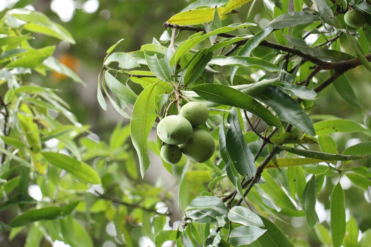 Can Cats Eat Mango? What You Should Know About This Fruit