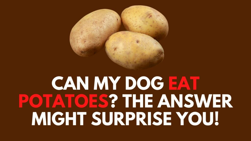 Can My Dog Eat Potatoes