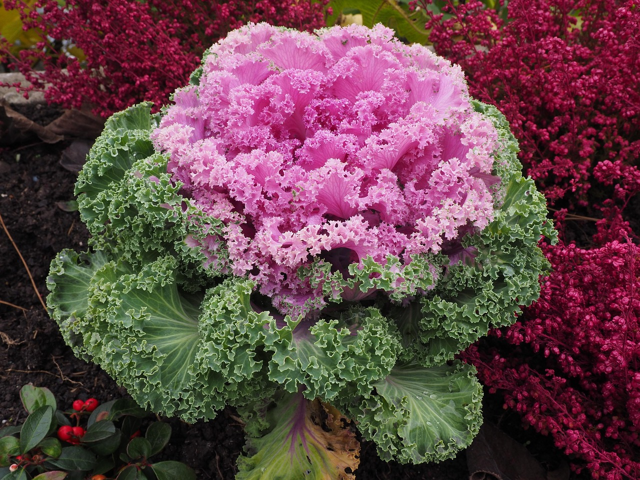 Container Gardening Tips: Growing Cabbage in Containers