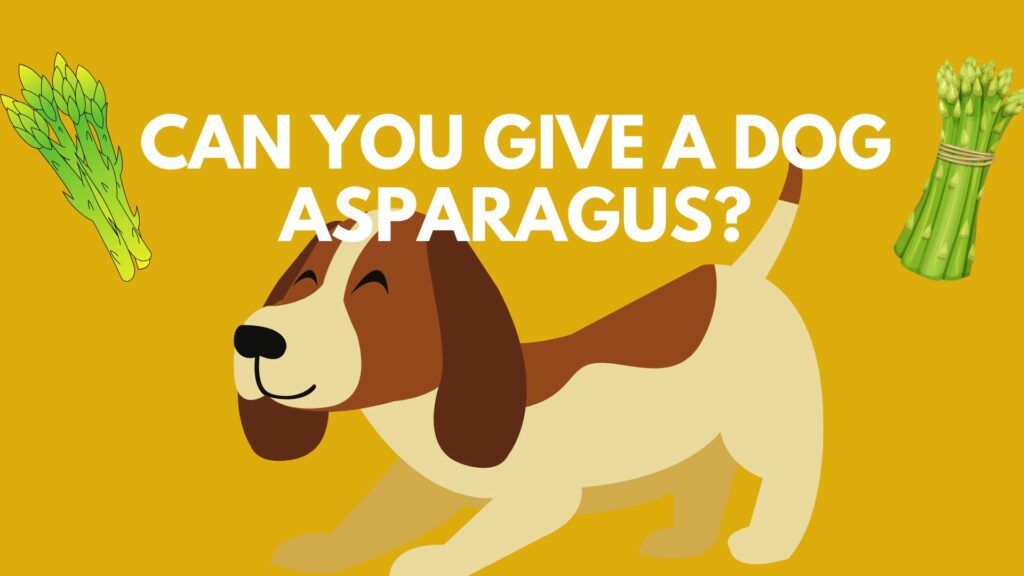 Can You Give A Dog Asparagus?