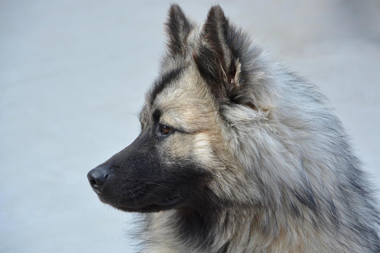 Can I Give My Dog Glucosamine Chondroitin MSM?