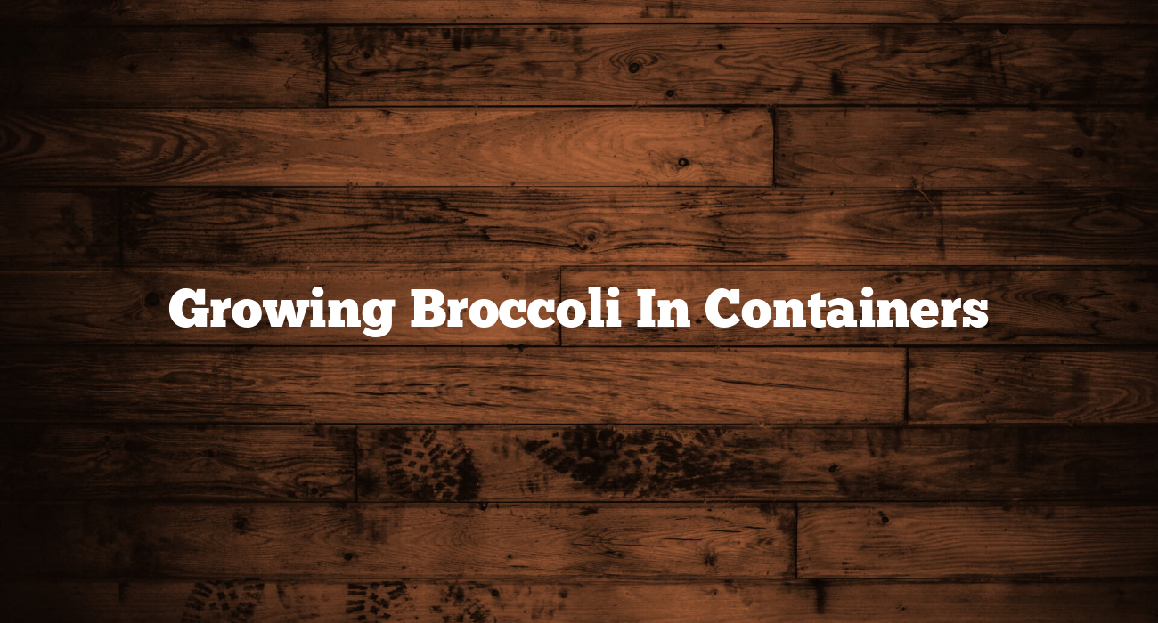 Growing Broccoli In Containers