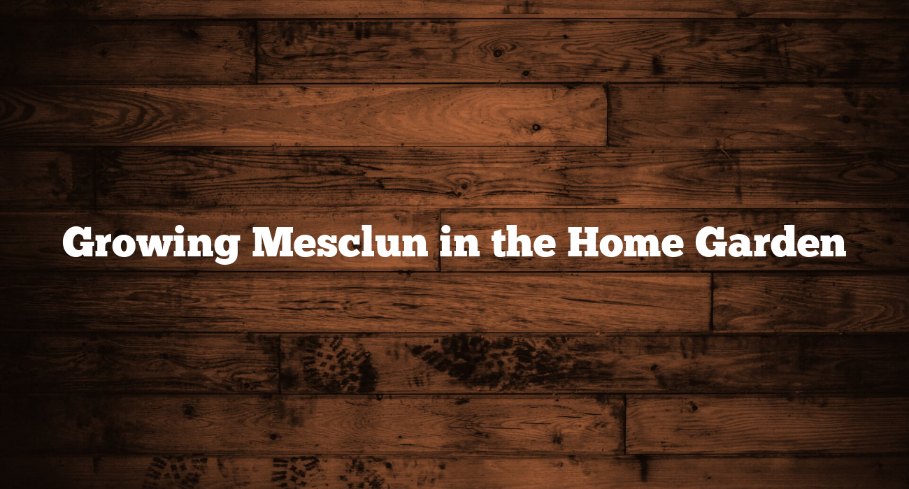 Growing Mesclun in the Home Garden