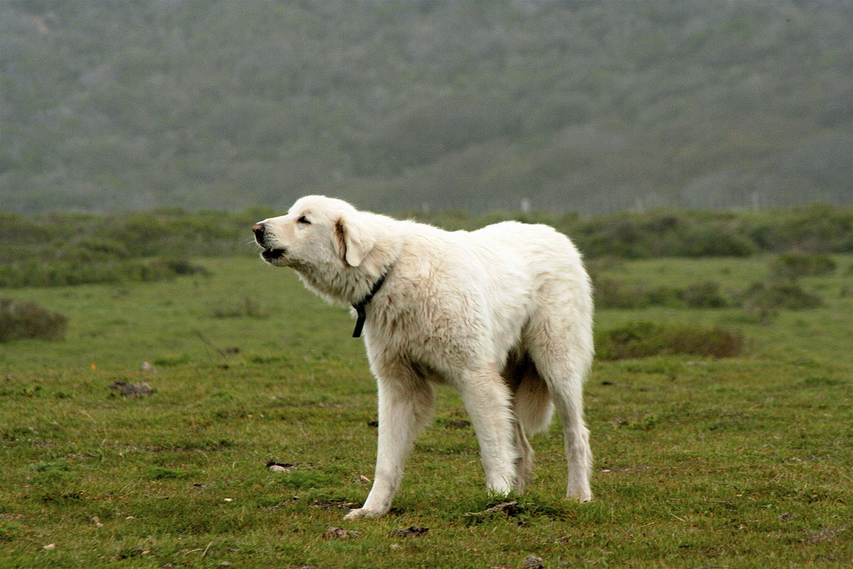 History of the Turkish Guardian Dog The Akbash