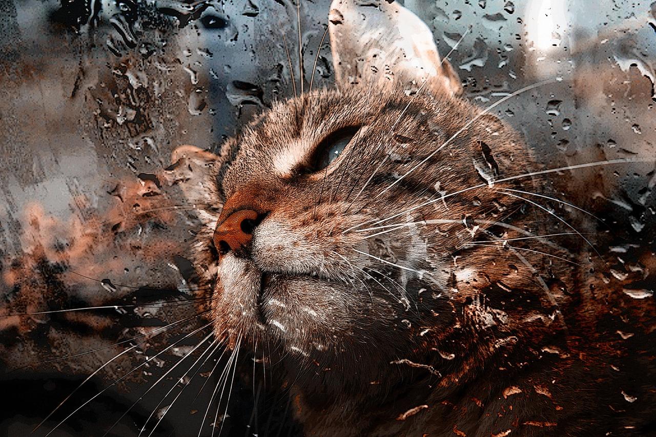Is It Safe For Cats To Raw Salmon