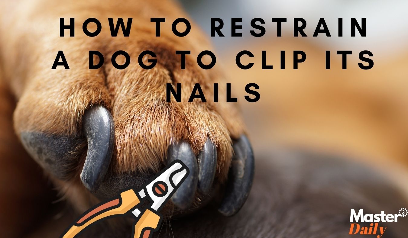 How To Restrain A Dog To Clip Its Nails