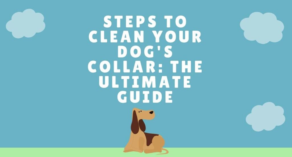 How To Clean Your Dogs Collar and Leash