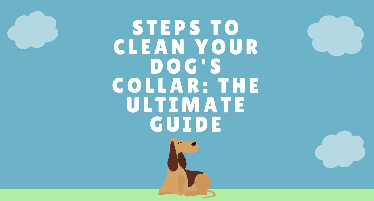How To Clean Your Dogs Collar and Leash