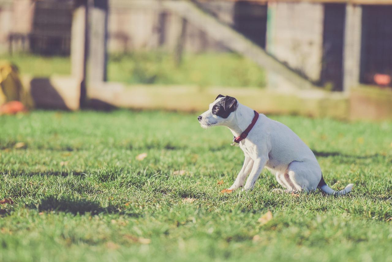 The Best Dog Shock Collars and Comprehensive Guide