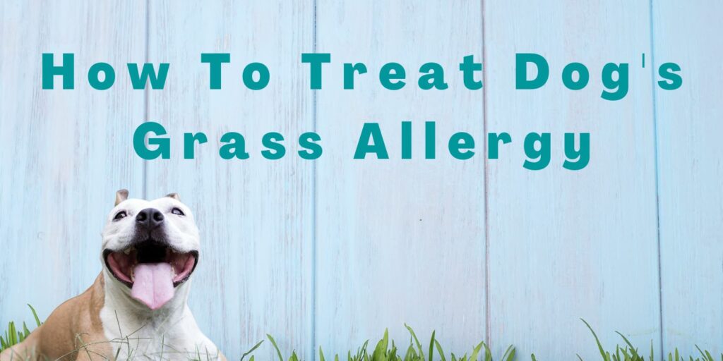 Treat Dog's Grass Allergy