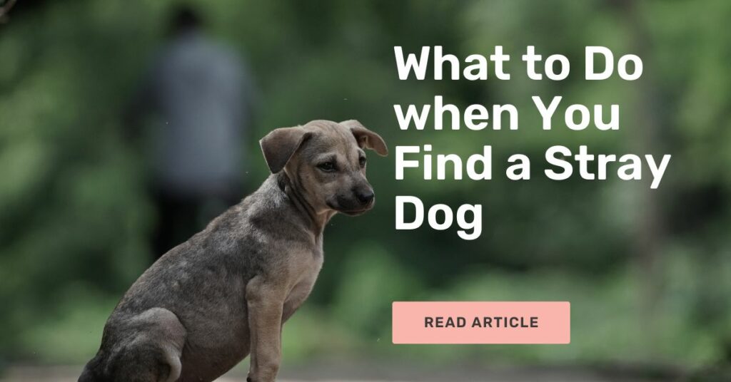 What to Do when You Find a Stray Dog