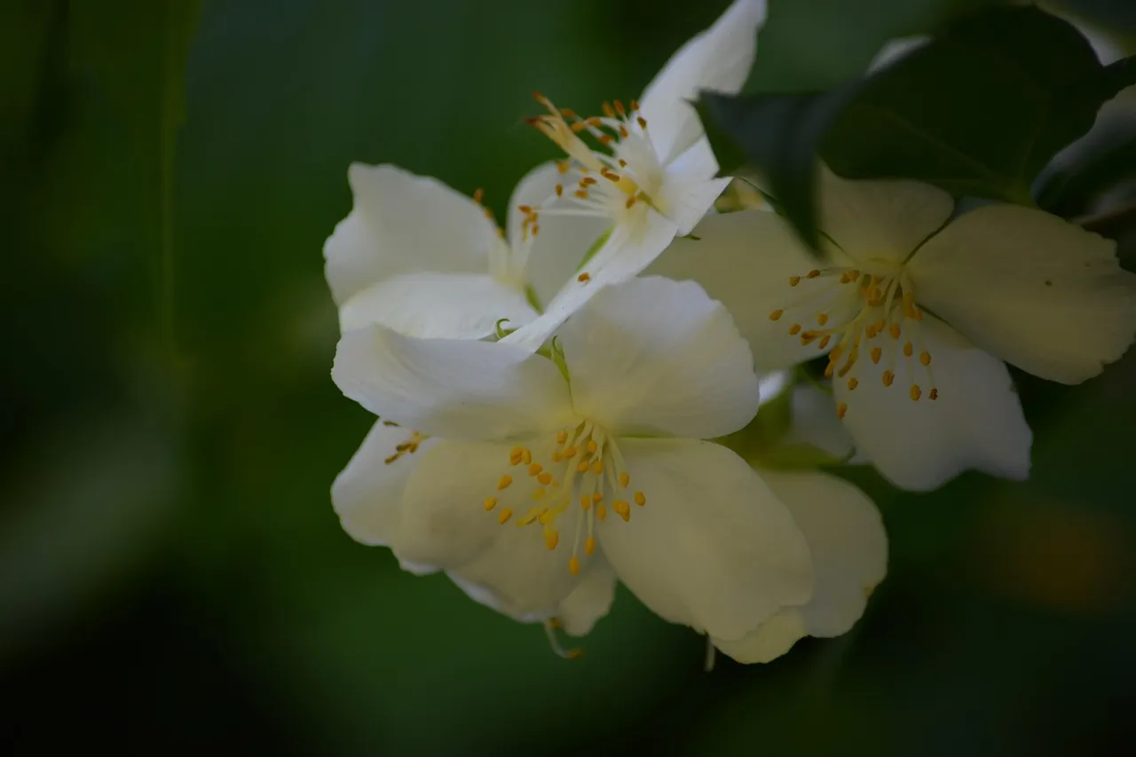 Jasminium Nudiflorum