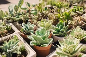 succulents and low water use plants in pots